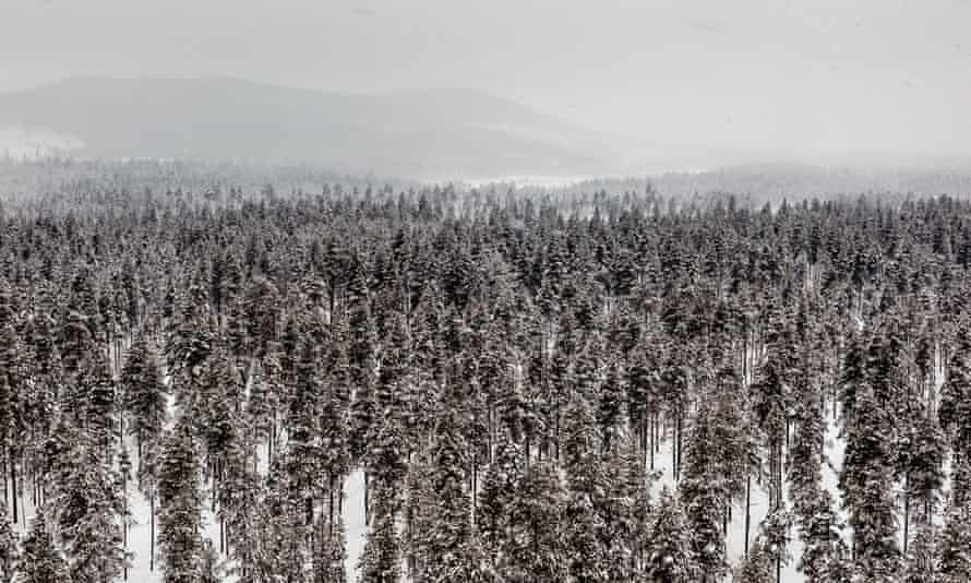 Wald im Jokkmokk-Gebiet mit Schnee bedeckt