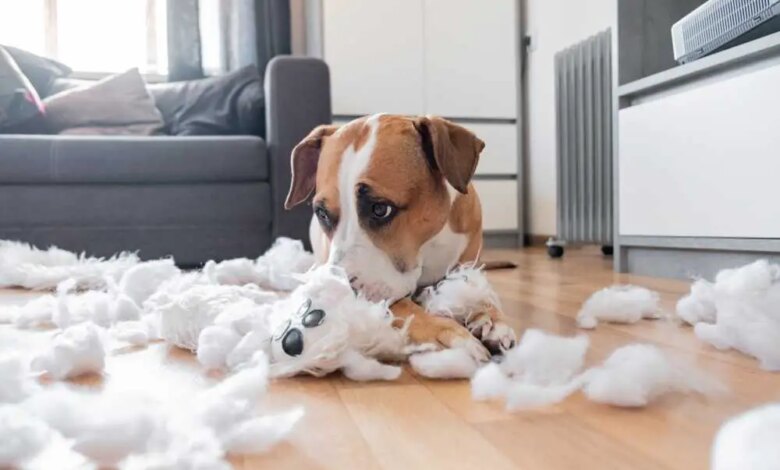 Dieser "schuldige" Blick, den Ihr Hund Ihnen zuwirft, ist nicht wirklich schuldig