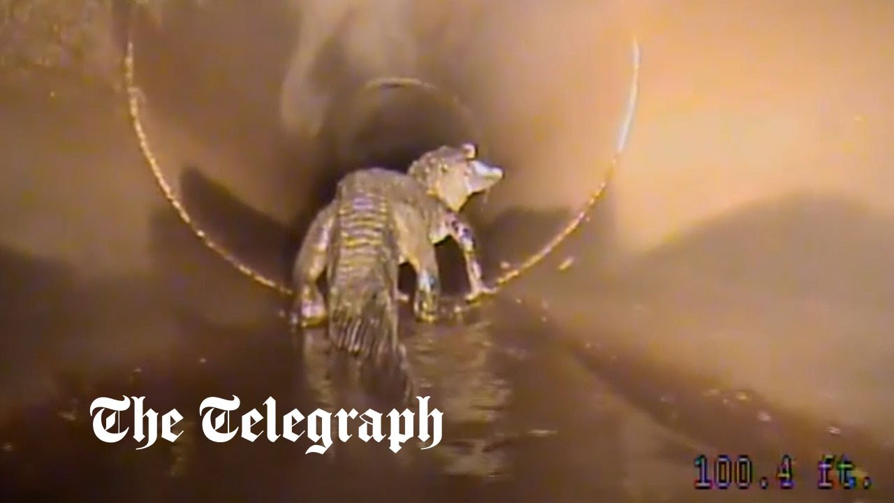 Beobachten Sie: Alligator trifft in der Kanalisation von Florida auf einen Roboter
