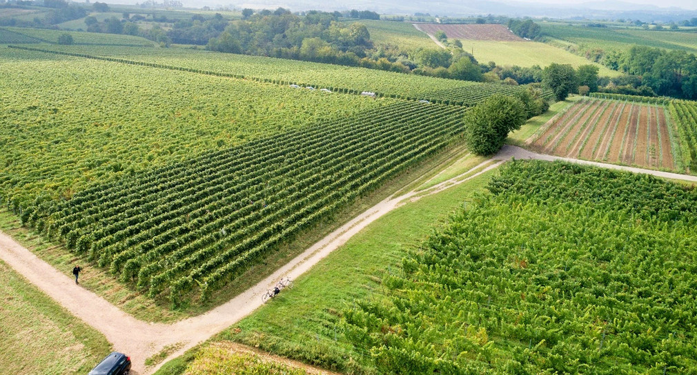 Abschlussveranstaltung bei der Neuordnung der Weinberge Kappelrodeck (Hofackerteich)