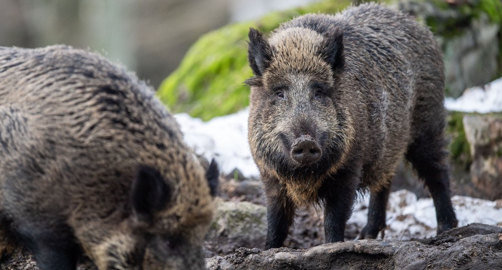 Änderungen an der Wildschweinüberwachung 