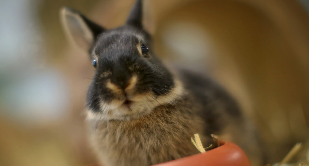 Anträge auf Finanzierung von Tierheimen sind bis zum 30. November möglich