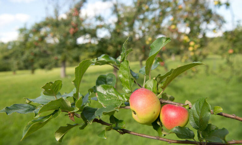 Artenreiche Streuobstbestände in Baden-Württemberg erhalten