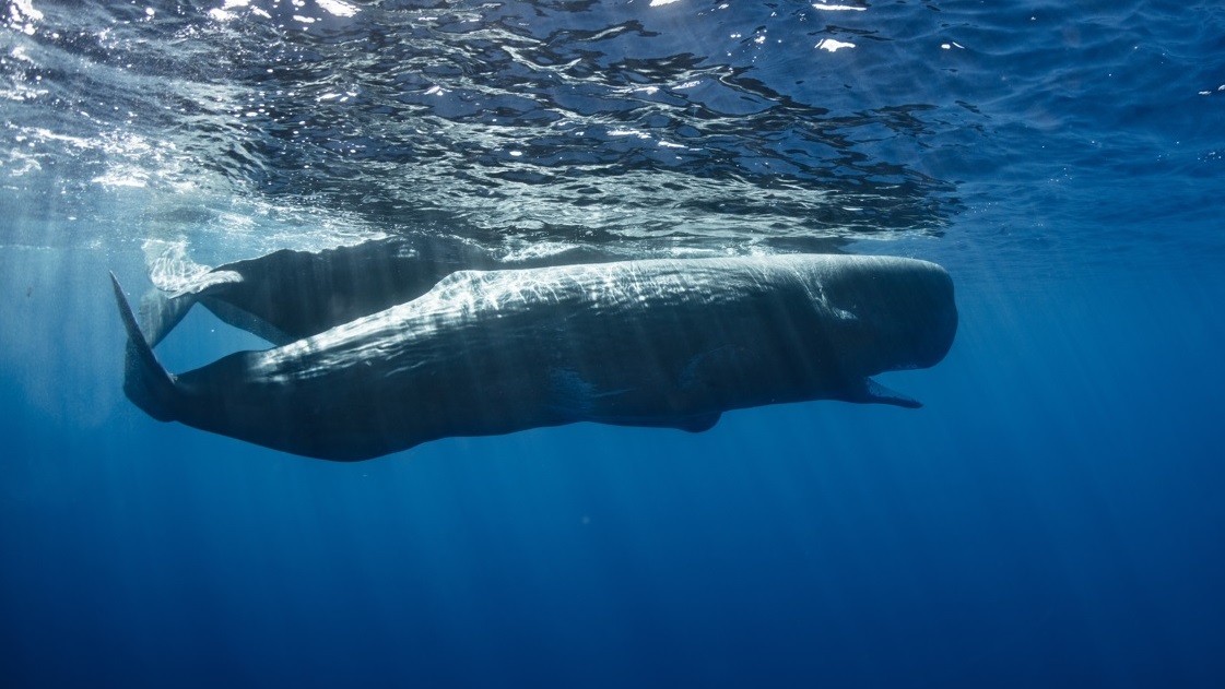 BSC-Wale erkunden ADA-Gewässer, wie On-Chain-Daten zeigen