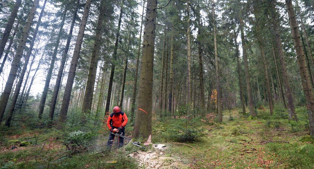 Baden-Württemberg 2050 Waldstrategie vorgestellt