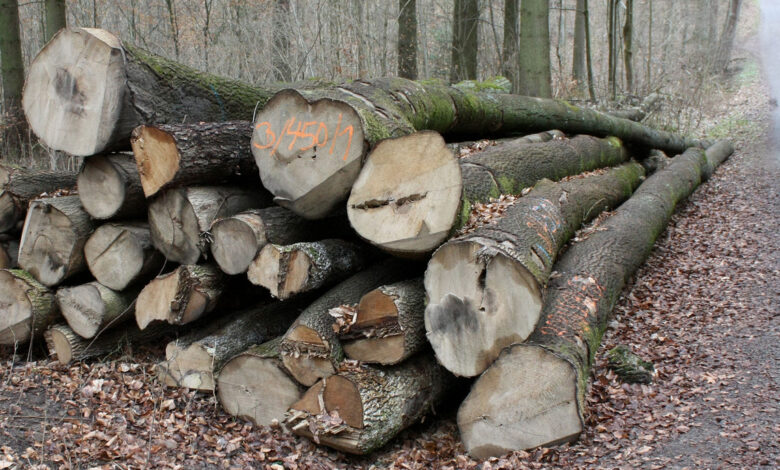 Hauk unterstützt Positionspapier zur Holzenergie