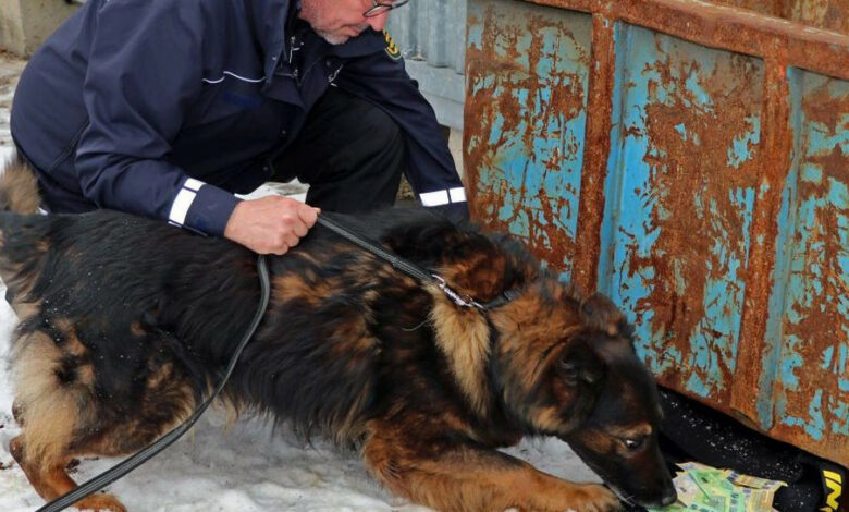Banknotenspürhunde verstärken die Polizei