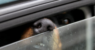 Bei den aktuell sehr hohen Temperaturen Hunde nicht alleine im Auto lassen