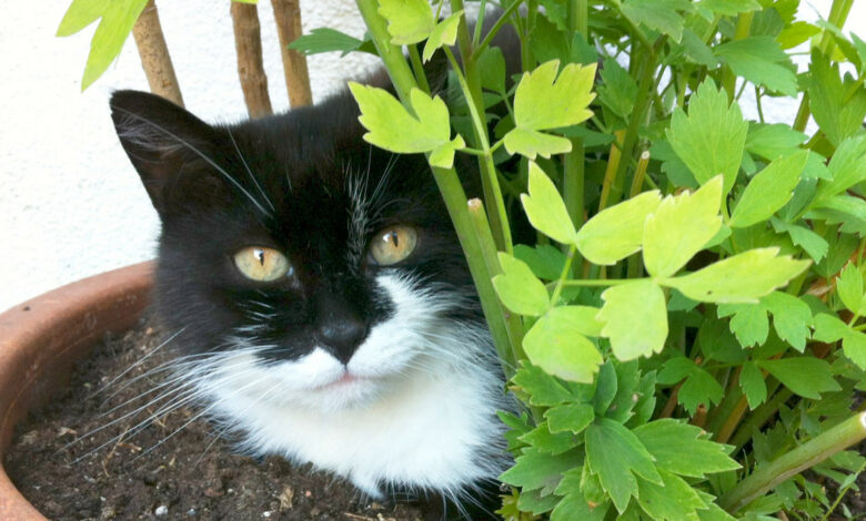 Beim Anlegen von Vorräten auch an Tiere denken