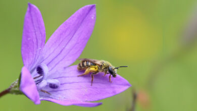 Wildbienen-Glück im ganzen Land