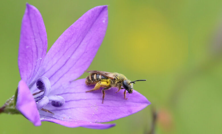 Wildbienen-Glück im ganzen Land