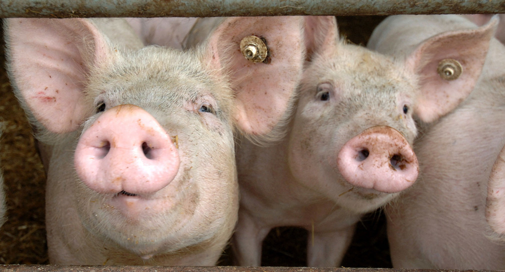 Biosicherheitsratschläge zum Schutz vor der Afrikanischen Schweinepest