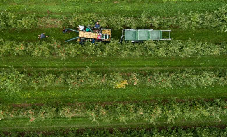 Obstbauern am Bodensee erwarten qualitativ gute Apfelernte