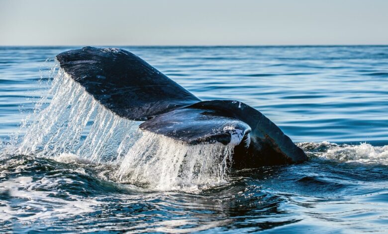 Curve DAO-Preis steigt inmitten neuer Wal-Akkumulation