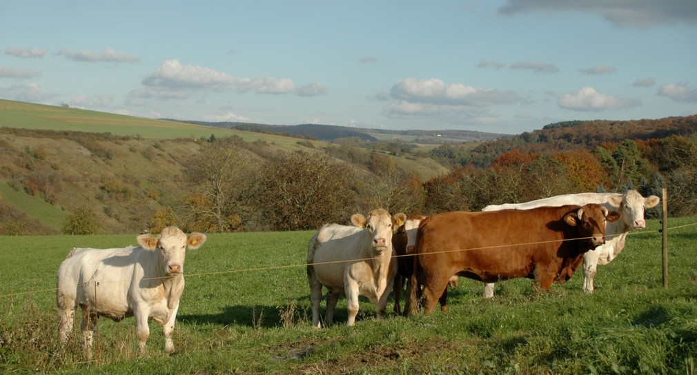 Das VG Münster verbietet die ganzjährige Anbindehaltung von Rindern