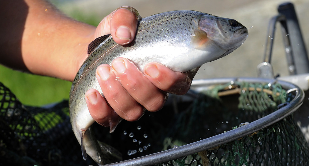 Der Klimawandel bringt auch Fische zum Schwitzen