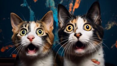 Der NFT-Ersteller von Stoner Cats wird von der SEC zur Zahlung einer Geldstrafe von 1 Mio. US-Dollar angeklagt