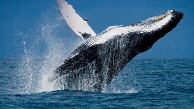 Der Tellor-Preis steigt, da Wale TRB anhäufen