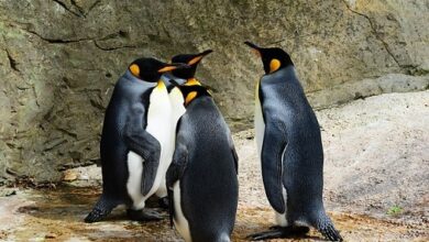 Die Marktvolatilität erschüttert den 1,5 Milliarden US-Dollar teuren PENGU-Airdrop von Pudgy Penguins auf Solana