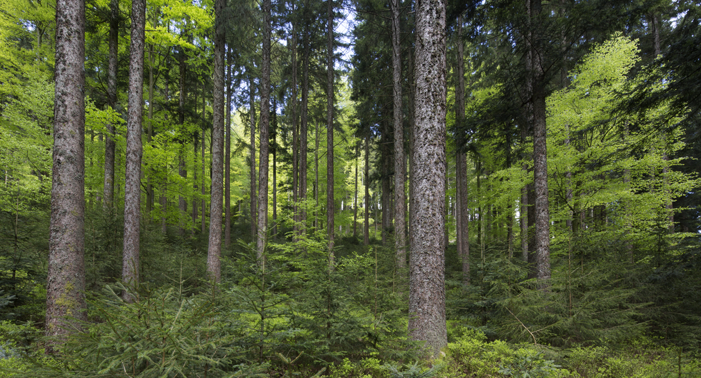 Digitales Waldsymposium des forstwirtschaftlichen Experimentier- und Forschungsinstituts