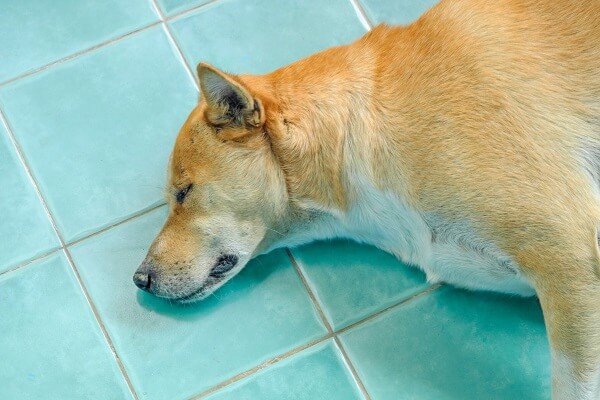 Dogecoin (DOGE)-Preis sinkt nach dem Tod von Shiba Inu Kabosu