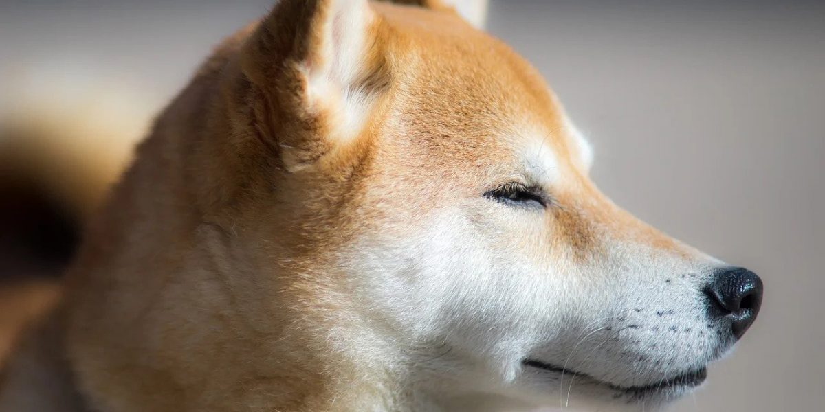 Dogecoin ist bei Amerikanern beliebter als Ethereum