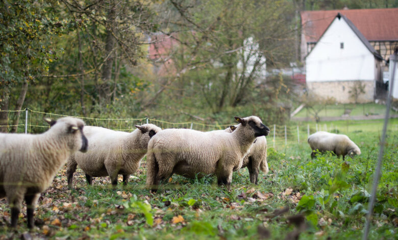 Drei tote Schafe und eine tote Ziege in Forbach gefunden