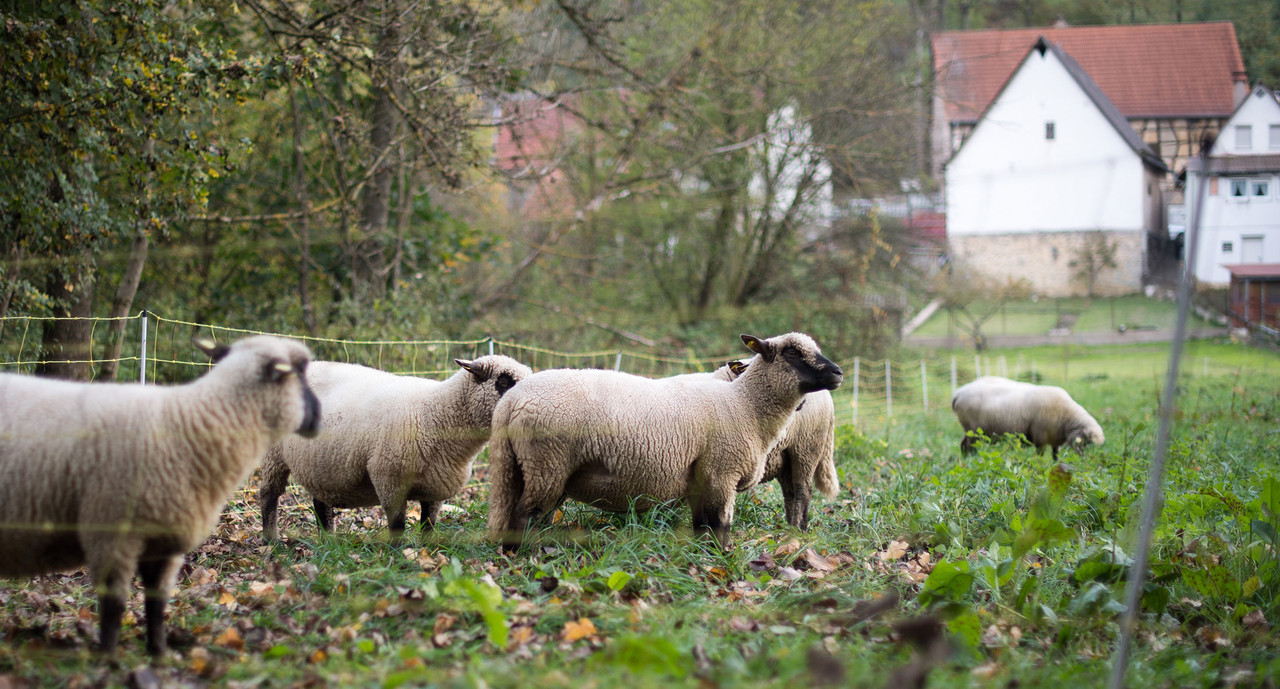 Drei tote Schafe und eine tote Ziege in Forbach gefunden