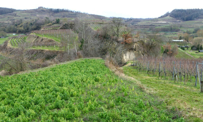 Rebflurneuordnung in Oberrotweil am Kaiserstuhl