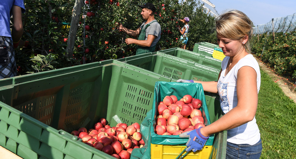 Erntesaison für die Bodenseeäpfel beginnt