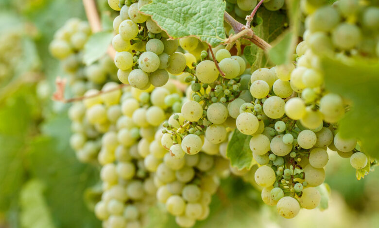 Erster koscherer Wein aus Baden-Württemberg in Weinsberg abgefüllt