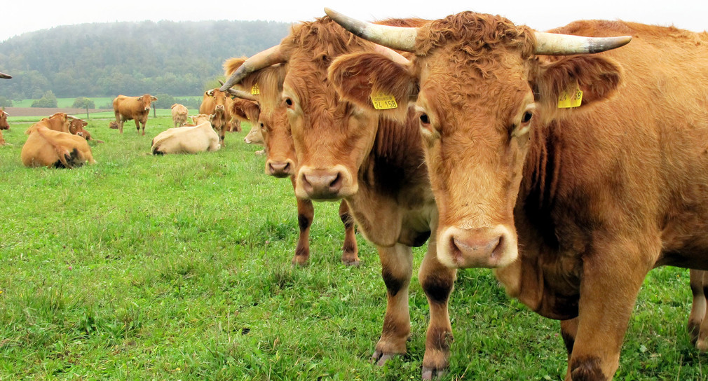 Förderung regionaler Schlachthöfe nach Tierschutzkriterien