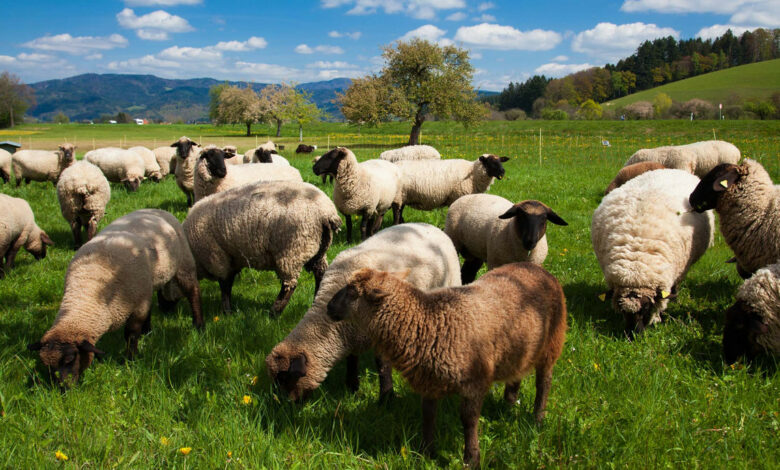 Fünf tote Schafe in der Gemeinde Todtnau aufgefunden