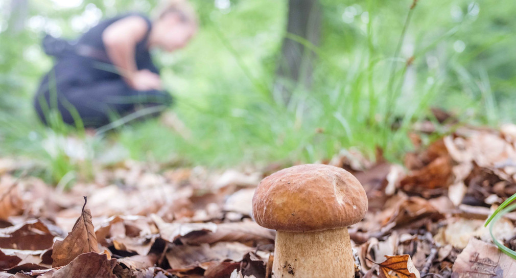 Für Pilzsammler beginnt die Pilzsaison im Herbst