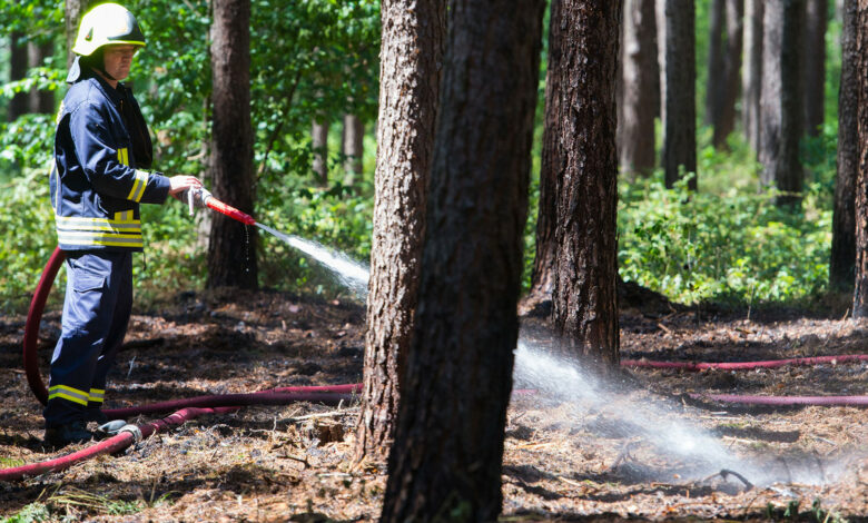 Geschäftsstelle Plattform Waldbrand eingerichtet