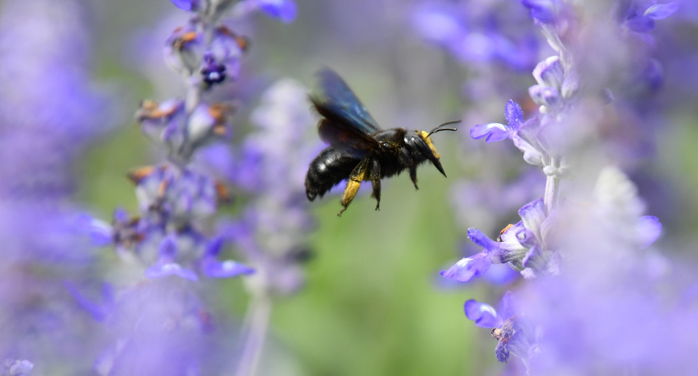 Gesuchte Filme zur Biodiversität im Land