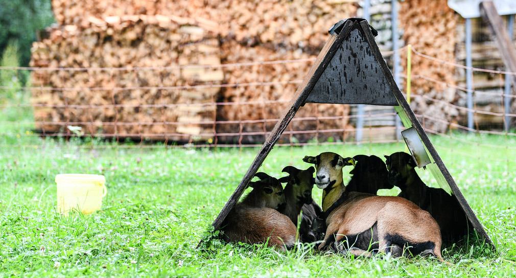 Getötete Ziege in Forbach gefunden