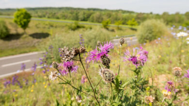 Goldene Wildbiene für die Stadt Hemsbach und den Rhein-Neckar-Kreis