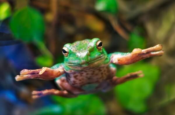 HOPPY-Preisvorhersage