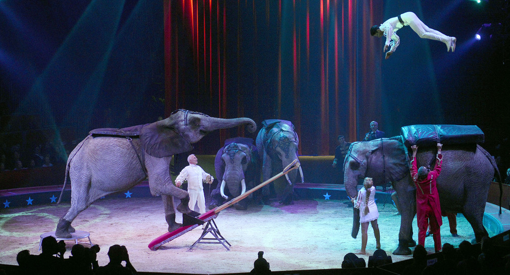 Halbherziges Verbot von Wildtieren in neuen Zirkusbestimmungen