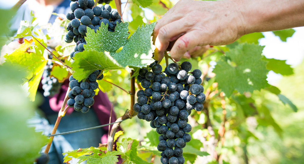 Hauptversammlung des Badener Weinbauverbandes