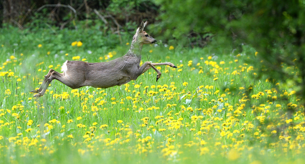 Heimisches Wild hält immer mehr Einzug in den Einzelhandel