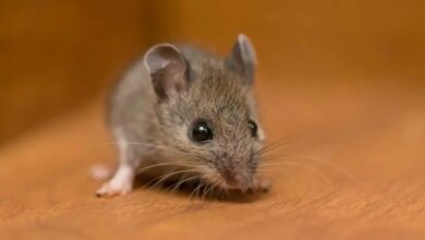 Hier ist der geheime, ungiftige Trick, um Mäuse aus Ihrer Küche zu vertreiben