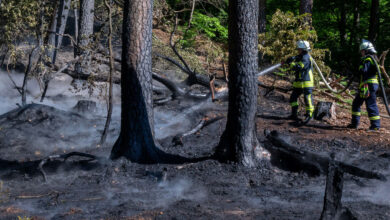 Akute Waldbrandgefahr in Baden-Württemberg