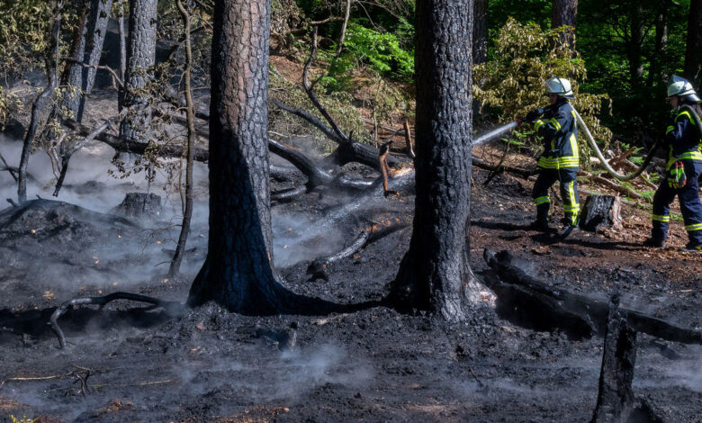 Akute Waldbrandgefahr in Baden-Württemberg