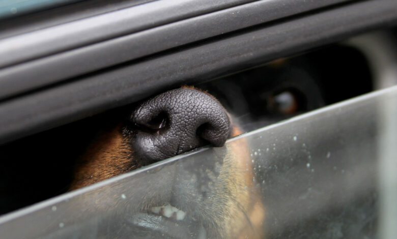 Hitzestress bei Hunden vermeiden