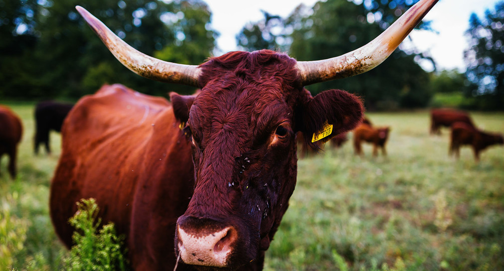 Innovatives Bio-Rinder-Konzept für mehr Grünlandschutz