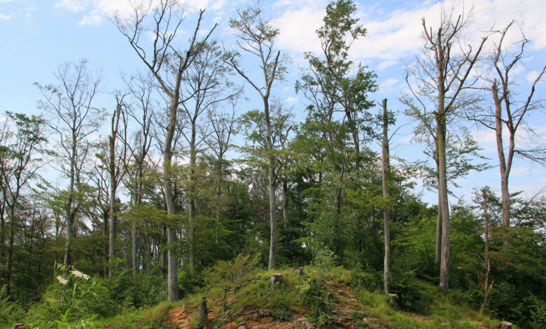 Kurtz tauscht sich über den Wald im Klimawandel aus