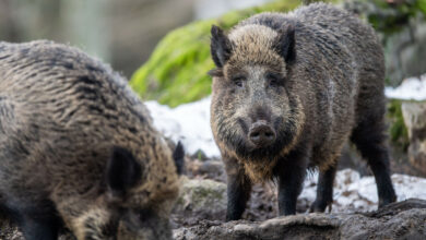 Land probt den Ernstfall bei der Afrikanischen Schweinepest