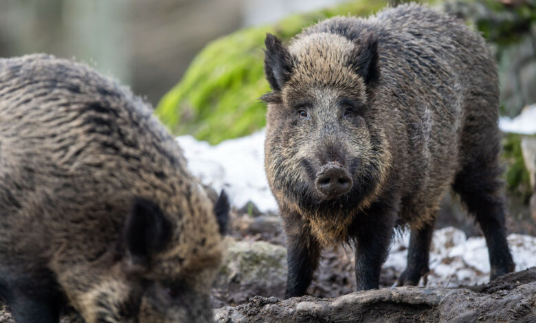 Land probt den Ernstfall bei der Afrikanischen Schweinepest